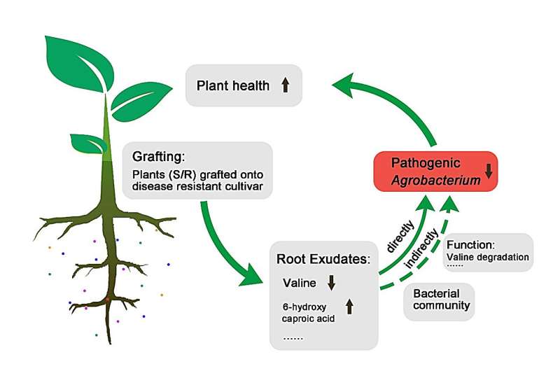 Grafting Prunus to Combat Crown Gall Disease: Rhizosphere Regulation