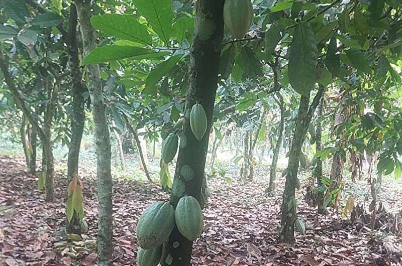 Cacao Virus Threatens Global Chocolate Supply