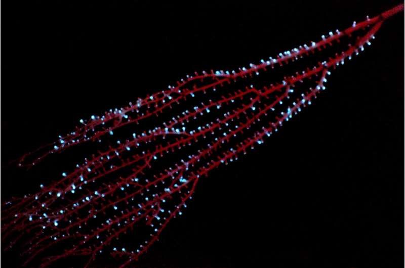 Ancient Bioluminescence: New Evidence Pushes Back Origins to 540 Million Years Ago