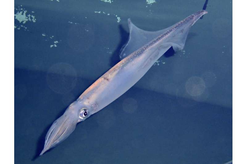 Squid Mating Strategies Linked to Birth Date: Sneaker vs. Consort Tactics