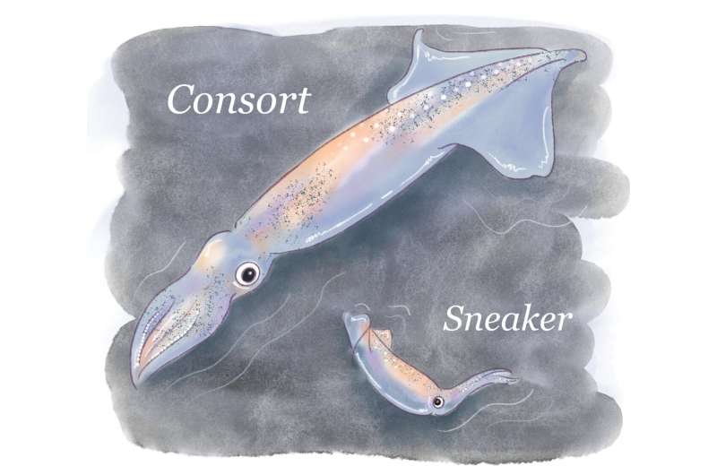 Squid Mating Strategies Linked to Birth Date: Sneaker vs. Consort Tactics