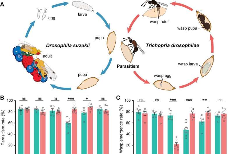 Parasitic Wasp Genome Reveals Evolutionary Adaptations to Fruit Fly Pest