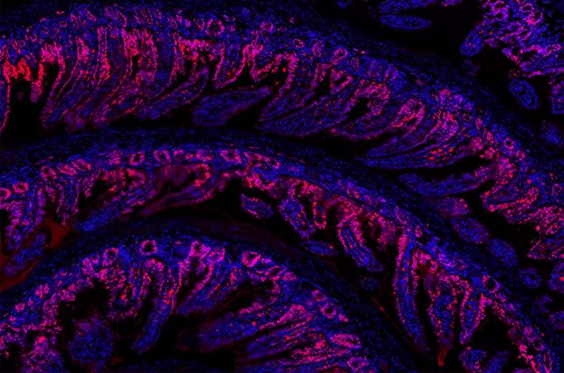 Novel Molecule Accelerates Tissue Regeneration: A Breakthrough Discovery