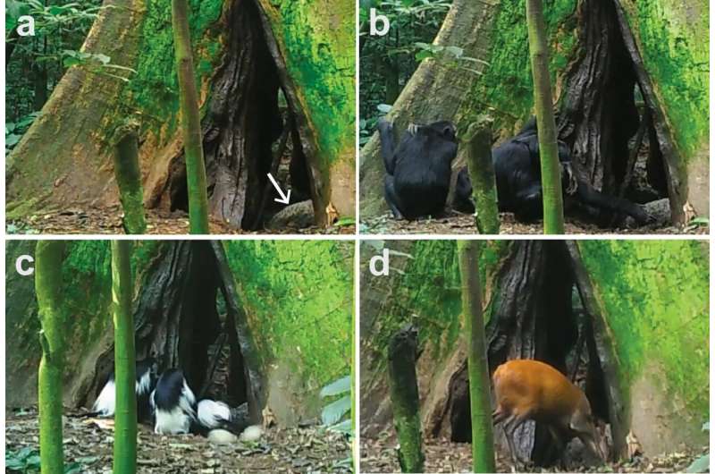 Understanding Cross-Species Virus Spillovers & Pandemic Risks