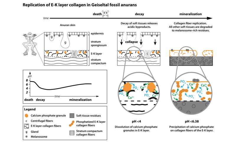 Ancient Frog Skin Reveals Secrets to Fossil Preservation | UCC