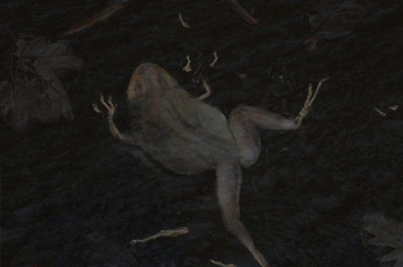 Ancient Frog Skin Reveals Secrets to Fossil Preservation | UCC