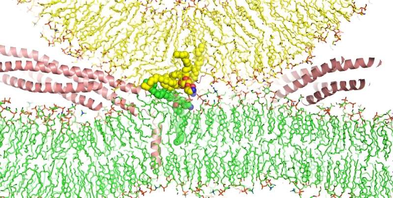 SNARE Proteins: New Insights into Membrane Fusion Mechanism via Supercomputer Simulation