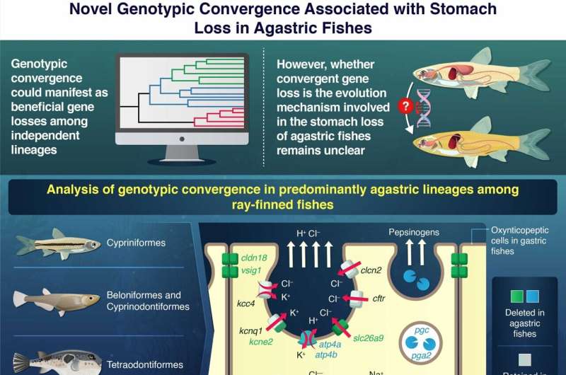 Evolution of Stomach Loss in Agastric Fishes: A Genetic Perspective