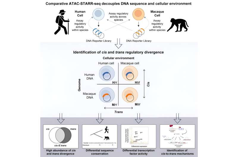 Understanding Gene Regulatory Divergence Between Species: A New Study