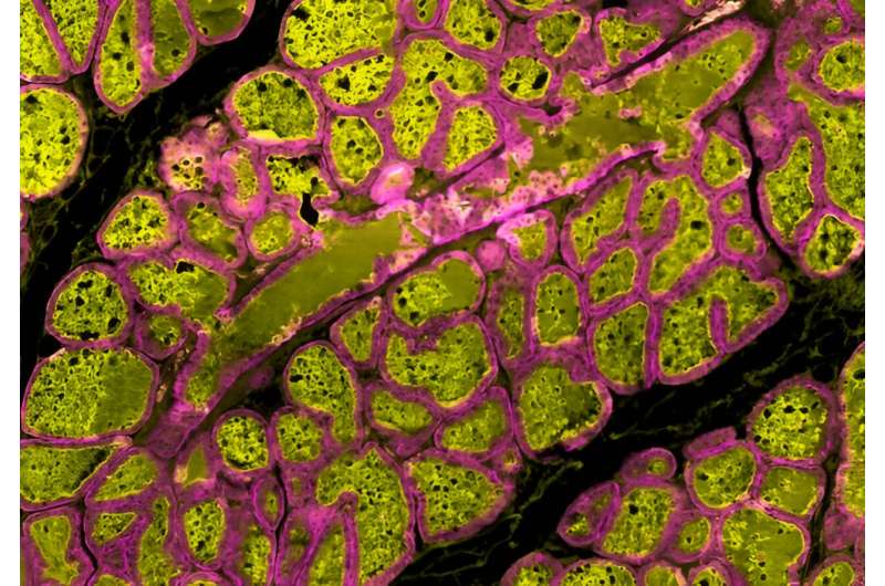 Understanding Lactation: New Insights into Milk Production