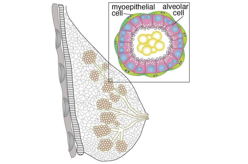 Understanding Lactation: New Insights into Milk Production
