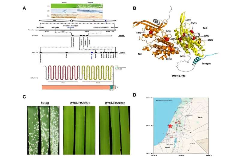 Discovery of Natural Disease Resistance in Wild Emmer Wheat Could Benefit Global Wheat Production