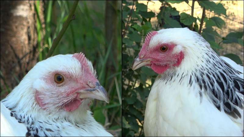 Chicken Emotions: Understanding Facial Color Changes in Chickens