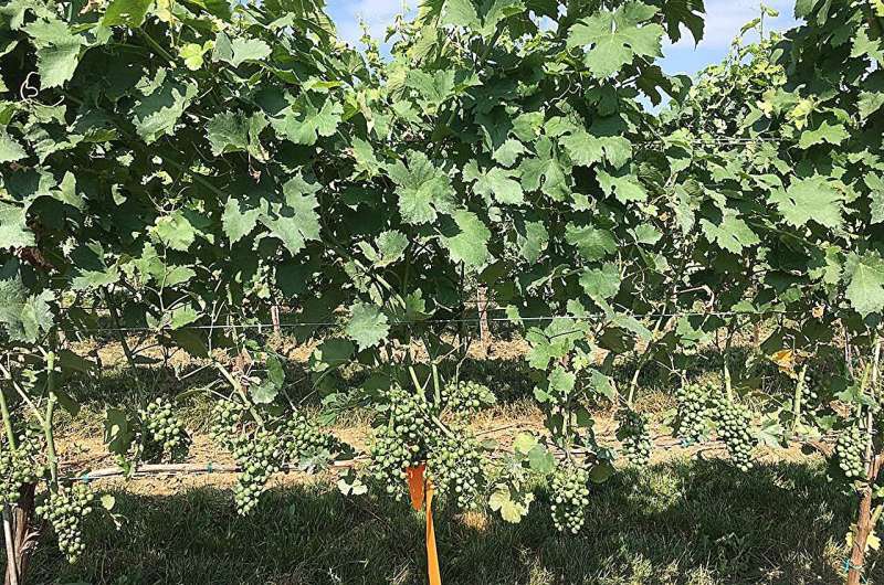 Grüner Veltliner in Pennsylvania: A Rising Star in the Wine Scene