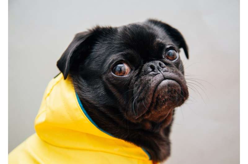 Breed-Specific Health Issues: How Popular Dog Trends Impact Animal Welfare