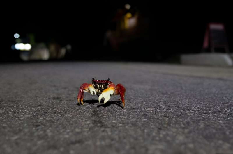 AI to Protect Wildlife in Brazil: Reducing Roadkill