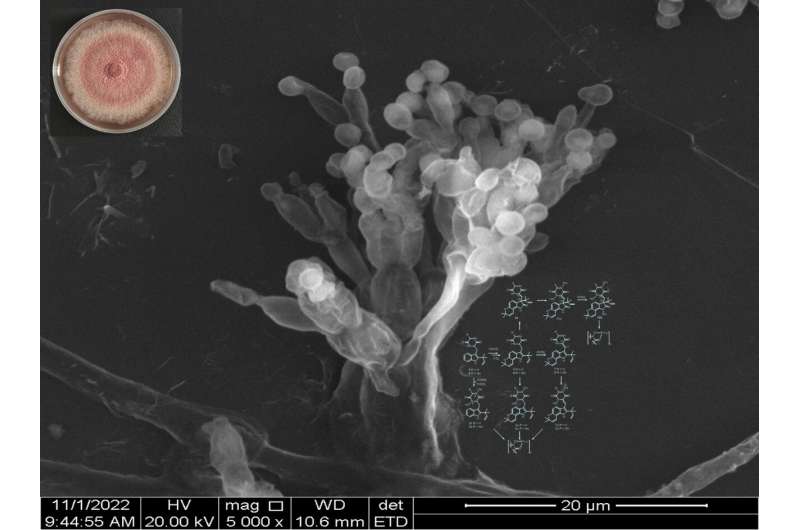 P450 Enzymes & Thermophilic Fungal Adaptation to Temperature Shifts