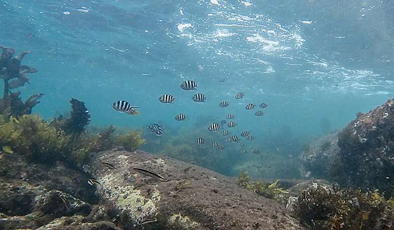 Climate Change Enables Tropical Fish Expansion into Australian Waters | University of Adelaide