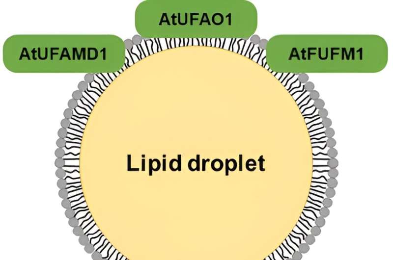 Lipid Droplet Proteins in Arabidopsis: Function & Biosynthesis - Frontiers in Plant Science