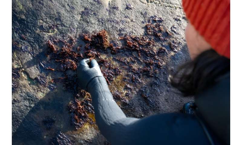 Norwegian Seaweed: A Culinary Revolution in Europe