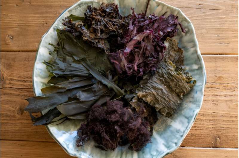 Norwegian Seaweed: A Culinary Revolution in Europe