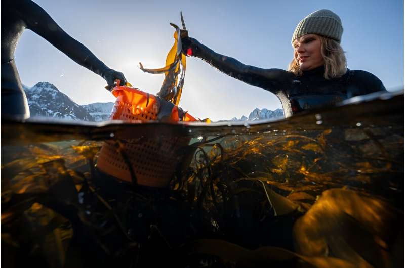 Norwegian Seaweed: A Culinary Revolution in Europe