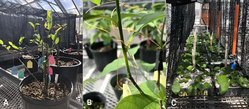 Stimulating Rooting in Lindera benzoin Stem Cuttings: An Experimental Study
