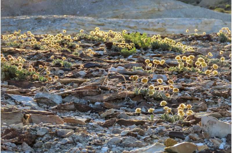 Nevada Lithium Mine Review: Balancing Resource Development & Endangered Species