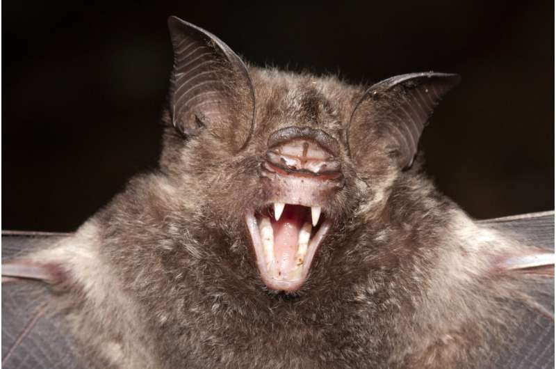 Rapid Evolution in Solomon Islands Bats: Size Variation Reveals New Insights