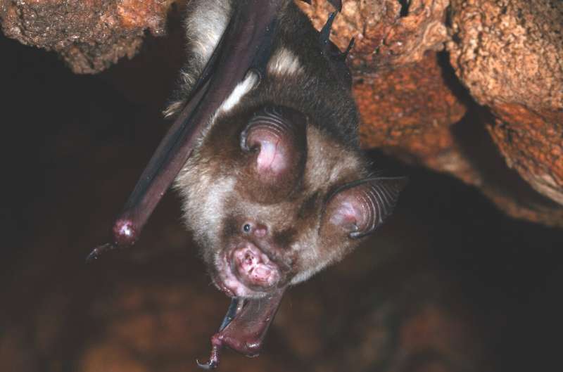 Rapid Evolution in Solomon Islands Bats: Size Variation Reveals New Insights