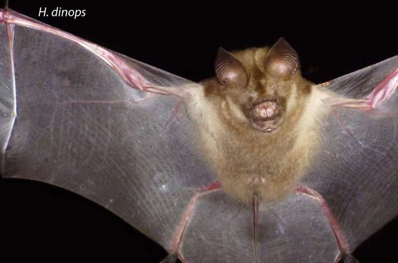 Rapid Evolution in Solomon Islands Bats: Size Variation Reveals New Insights