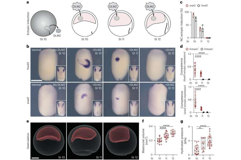 Womb Pressure s Role in Facial Development: New Research
