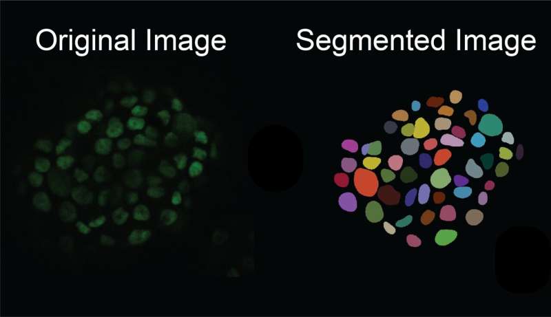 AI-Generated Cell Images Revolutionize Microscopy Analysis