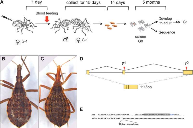 Gene Editing Breakthrough: Scientists Successfully Modify Kissing Bugs to Combat Chagas Disease