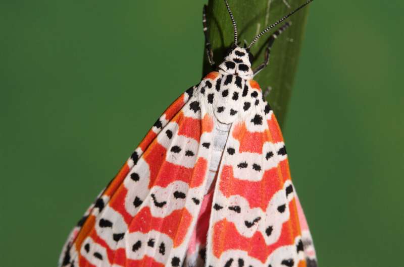 Bella Moths & Toxic Attraction: New Research on Mate Selection