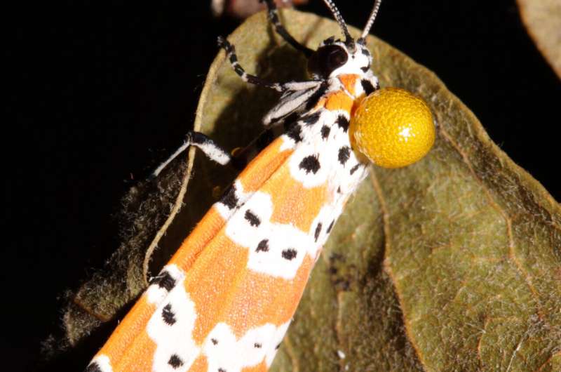 Bella Moths & Toxic Attraction: New Research on Mate Selection