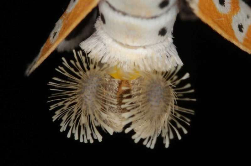 Bella Moths & Toxic Attraction: New Research on Mate Selection