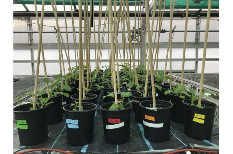 Soil s Impact on Mustard Flavor: What You Need to Know