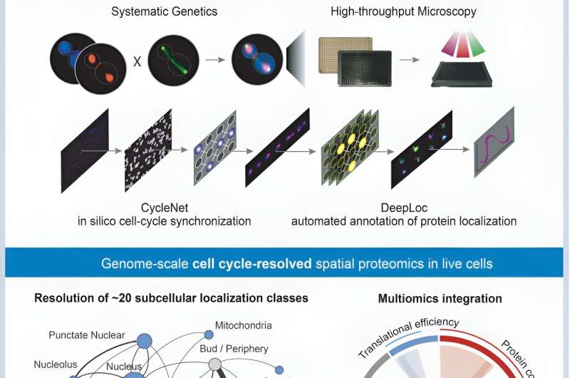 Mapping Protein Dynamics During Yeast Cell Division: A Novel Study