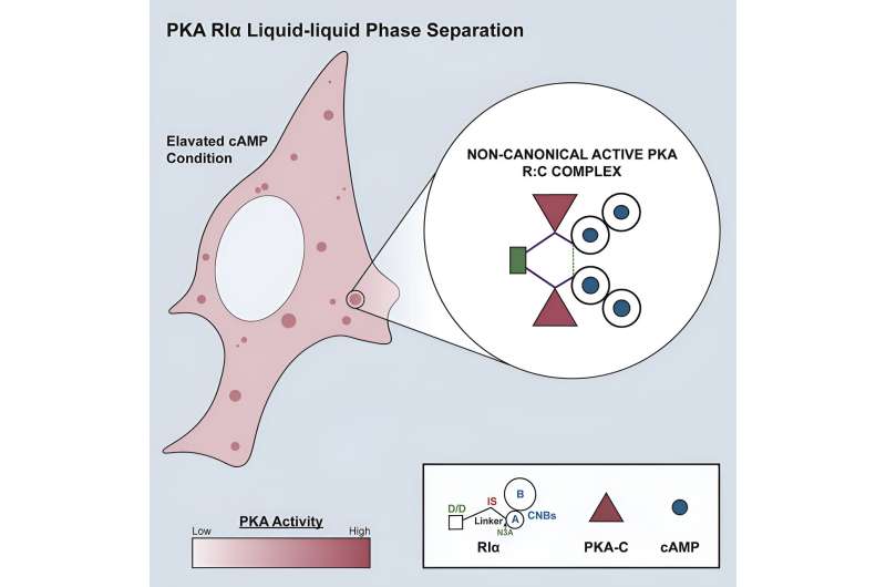 How Cell-Shaped Droplets Regulate Cellular Response to Stimuli | Molecular Cell