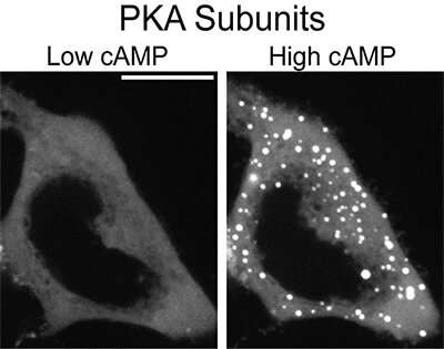 How Cell-Shaped Droplets Regulate Cellular Response to Stimuli | Molecular Cell