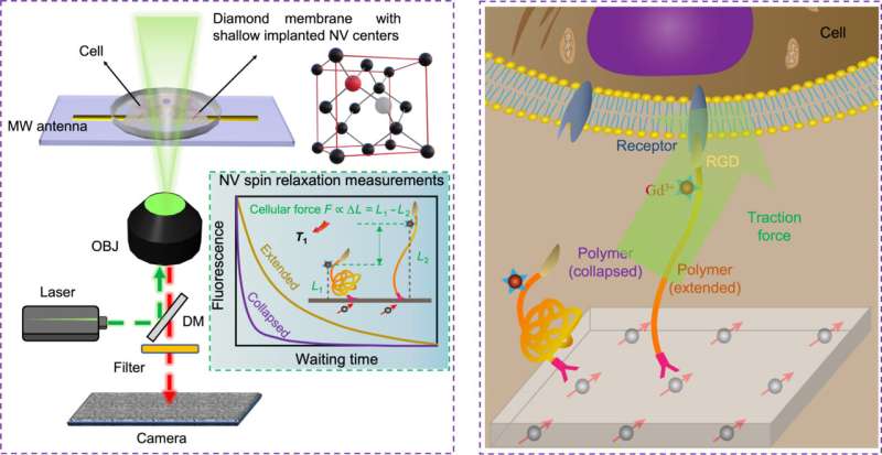 Quantum Diamond Microscope for Cellular Force Measurement | Science Advances