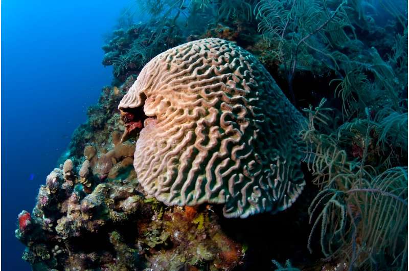 Sustainable Coral Reef Management: A Multi-Scale Approach