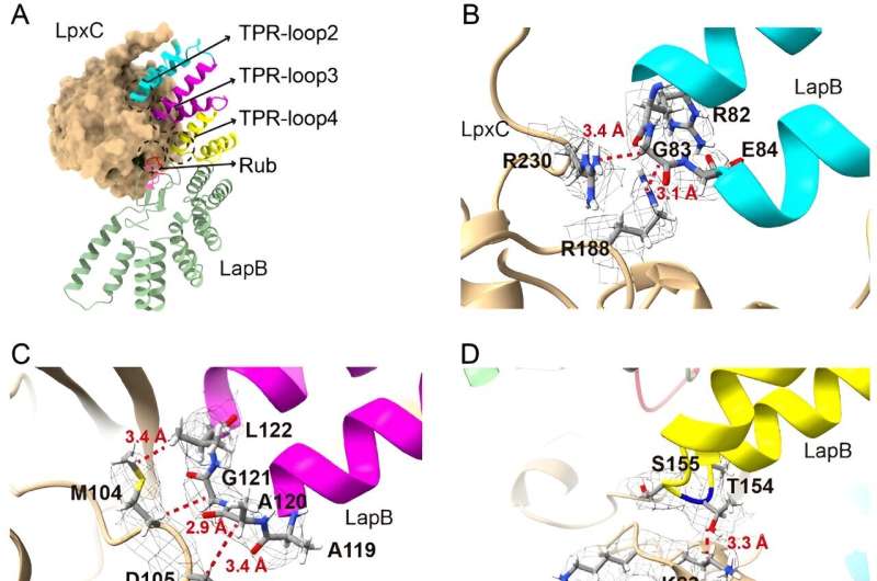 Bacteria s Protective Barriers: Insights for Novel Antibiotics
