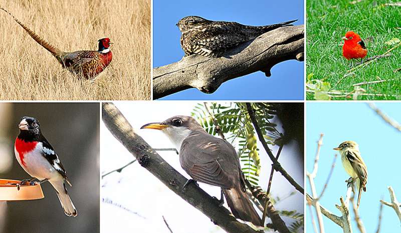 How Backyards and Urban Parks Support Bird Diversity - Research Findings