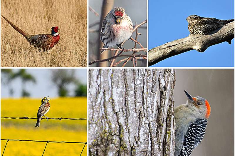 How Backyards and Urban Parks Support Bird Diversity - Research Findings