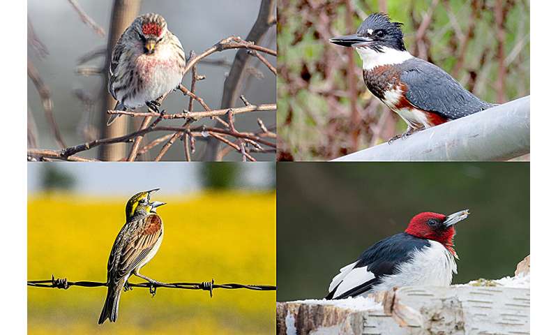 How Backyards and Urban Parks Support Bird Diversity - Research Findings
