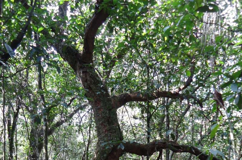 Cerrado Ecosystem Degradation: Impacts of Poor Management and Climate Change