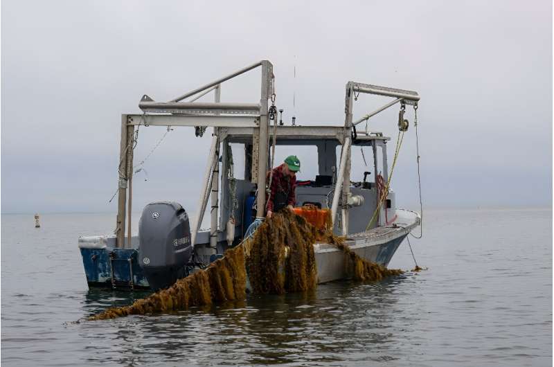 GreenWave: Pioneering US Seaweed Farming & Building a Sustainable Network
