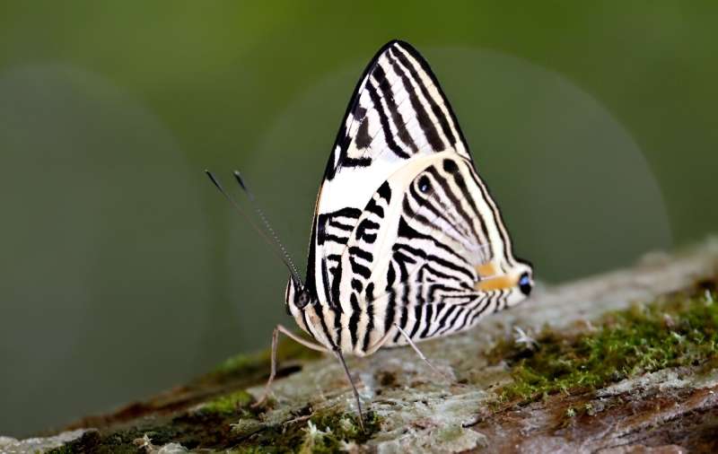 Butterflies as Climate Change Indicators in Ecuador s Amazon